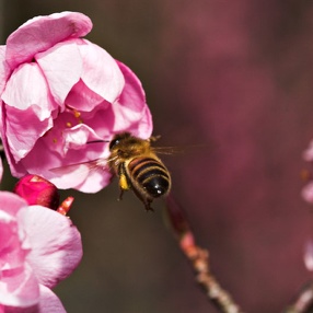 Bees
