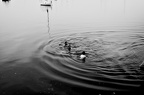 DSC_4051-02web.jpg